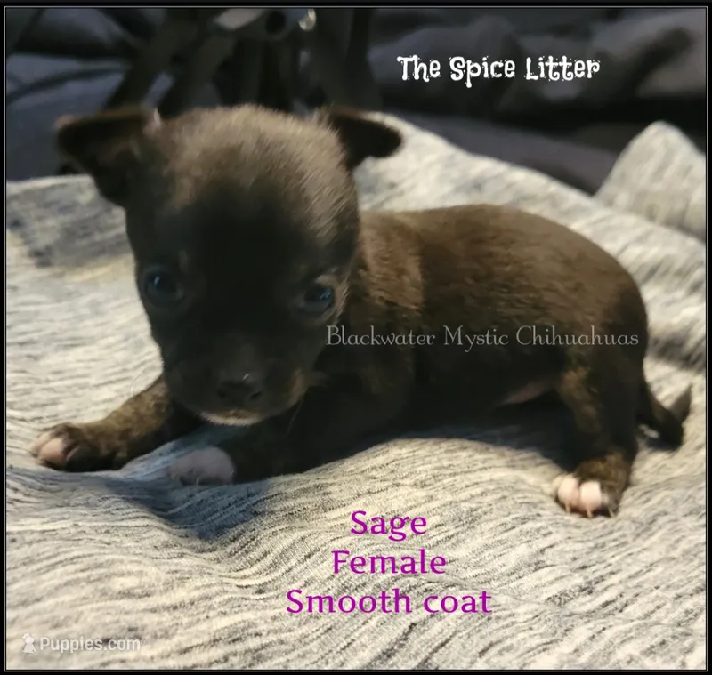 Sage – Chihuahua puppy for sale in Newport, NH