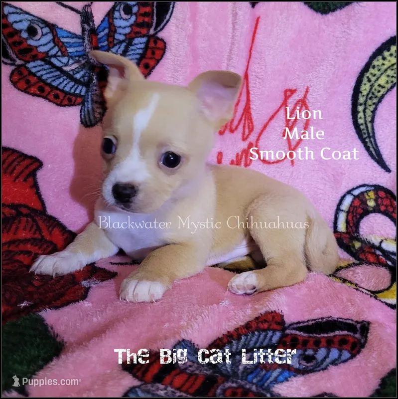 Lion – Chihuahua puppy for sale in Newport, NH