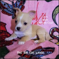 Lion, a male Chihuahua for sale in Newport, NH – 5 of 8