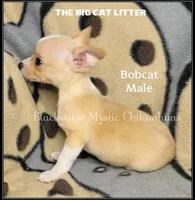 Bobcat, a male Chihuahua for sale in Newport, NH – 4 of 6