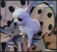 Otis, a male Chihuahua for sale in Newport, NH – 4 of 5