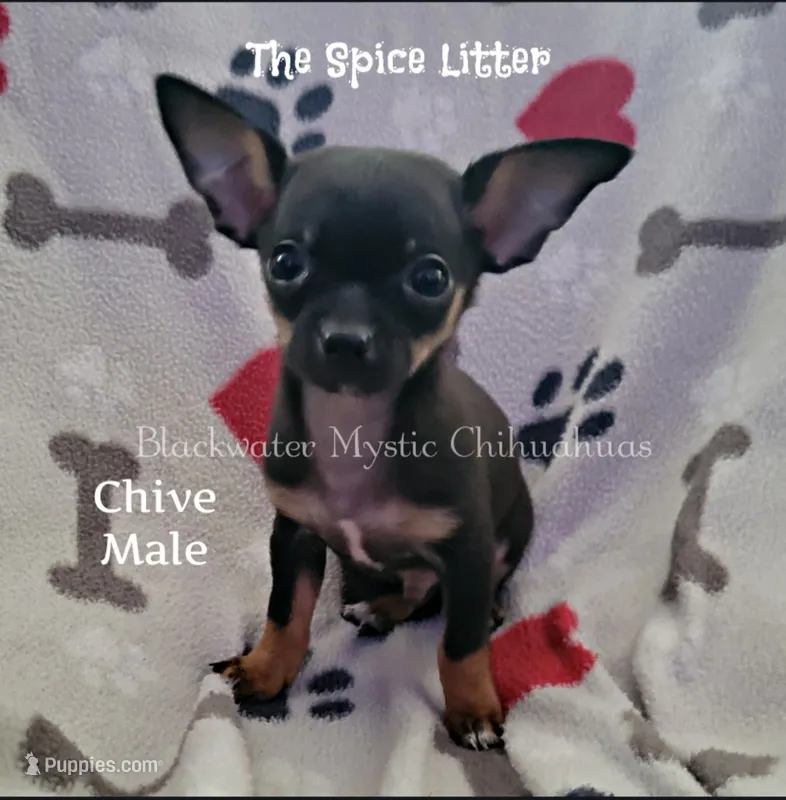 Chive – Chihuahua puppy for sale in Newport, NH