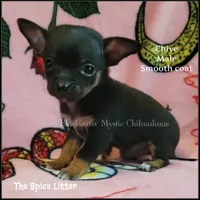 Chive, a male Chihuahua for sale in Newport, NH – 4 of 5