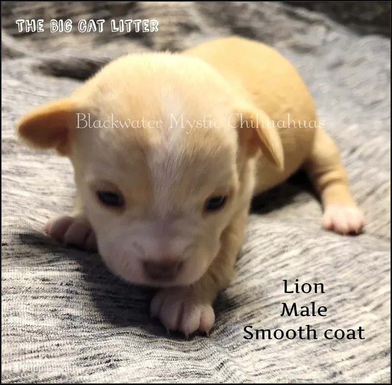 Lion – Chihuahua puppy for sale in Newport, NH
