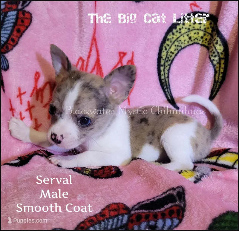 Serval – Chihuahua puppy for sale in Newport, NH