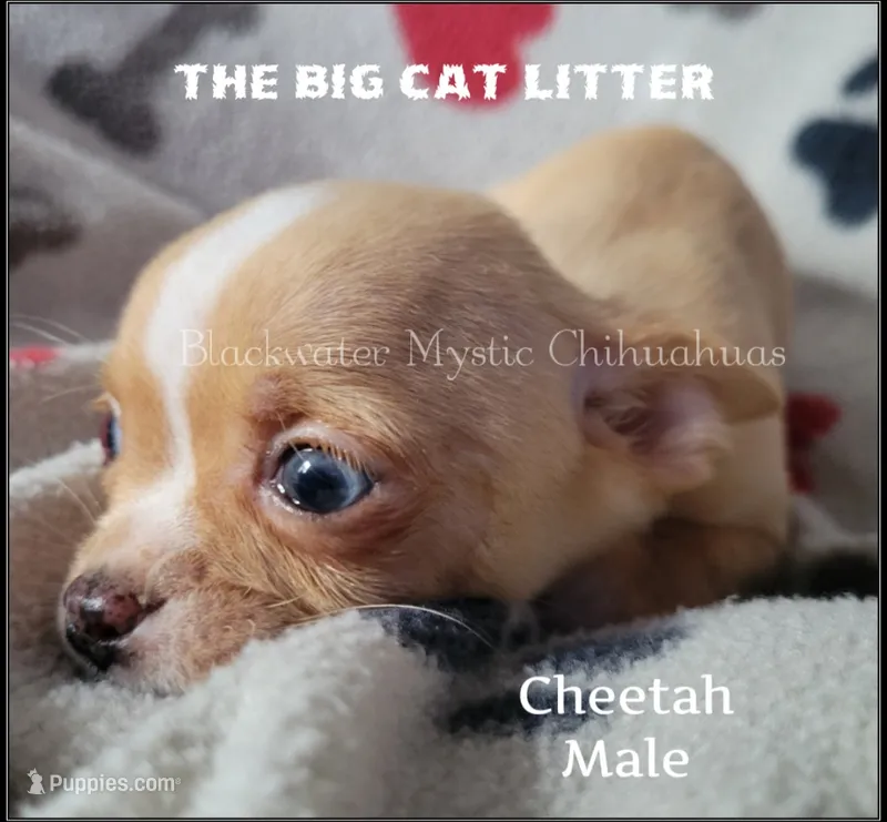 Cheetah – Chihuahua puppy for sale in Newport, NH
