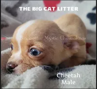 Cheetah, a male Chihuahua for sale in Newport, NH – 1 of 7