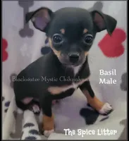 Basil, a male Chihuahua for sale in Newport, NH – 1 of 5
