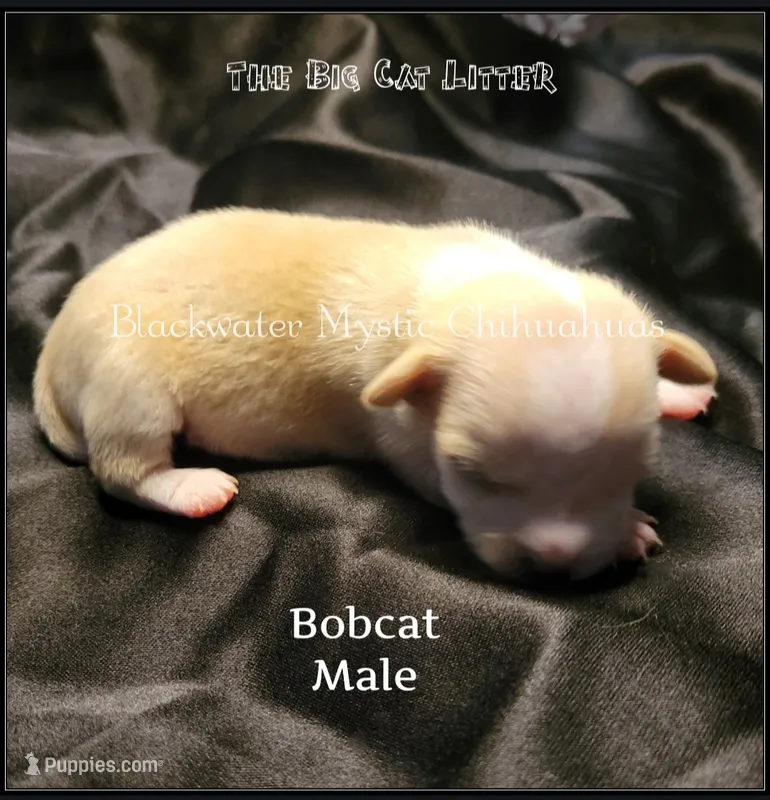 Bobcat – Chihuahua puppy for sale in Newport, NH