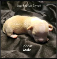 Bobcat, a male Chihuahua for sale in Newport, NH – 1 of 2