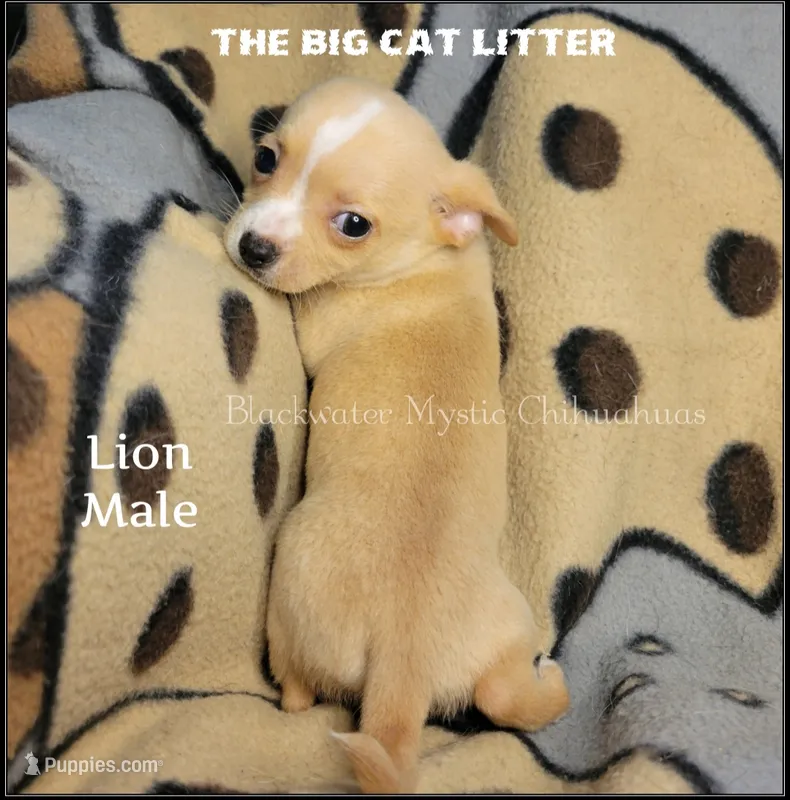 Lion – Chihuahua puppy for sale in Newport, NH