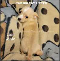 Lion, a male Chihuahua for sale in Newport, NH – 3 of 8