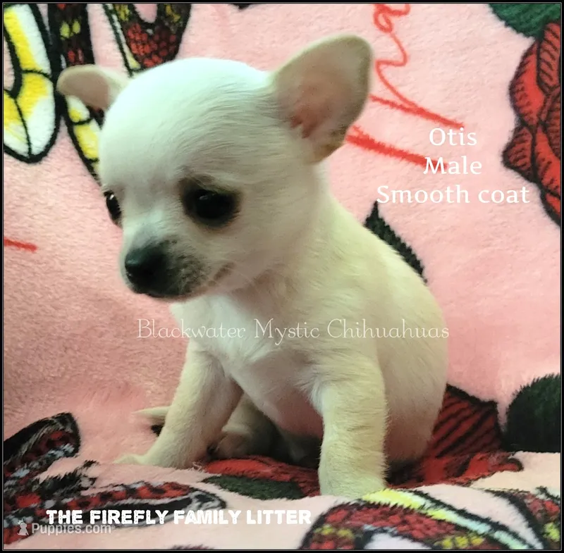 Otis – Chihuahua puppy for sale in Newport, NH