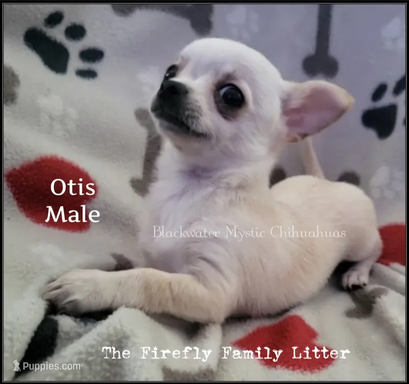 Otis – Chihuahua puppy for sale in Newport, NH