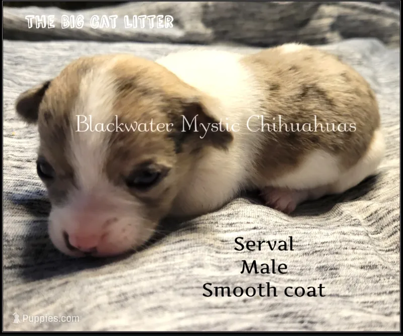 Serval – Chihuahua puppy for sale in Newport, NH