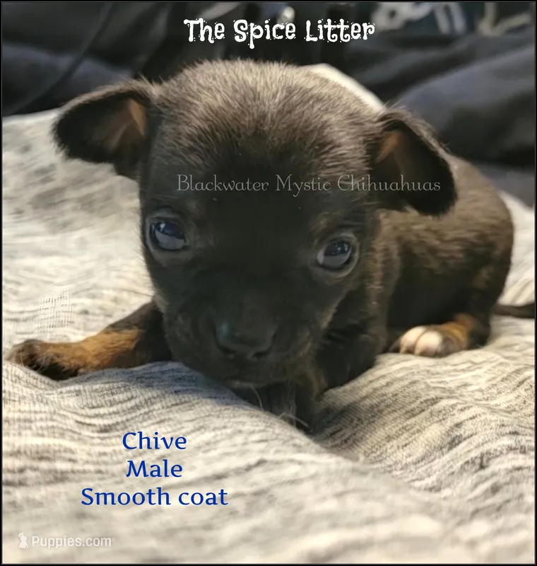 Chive – Chihuahua puppy for sale in Newport, NH