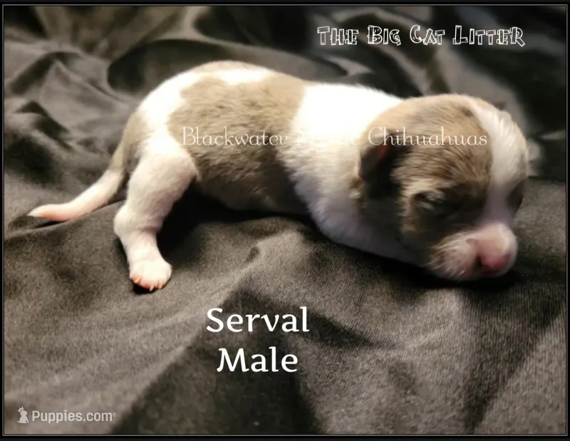Serval – Chihuahua puppy for sale in Newport, NH