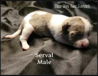 Serval, a male Chihuahua for sale in Newport, NH – 1 of 2