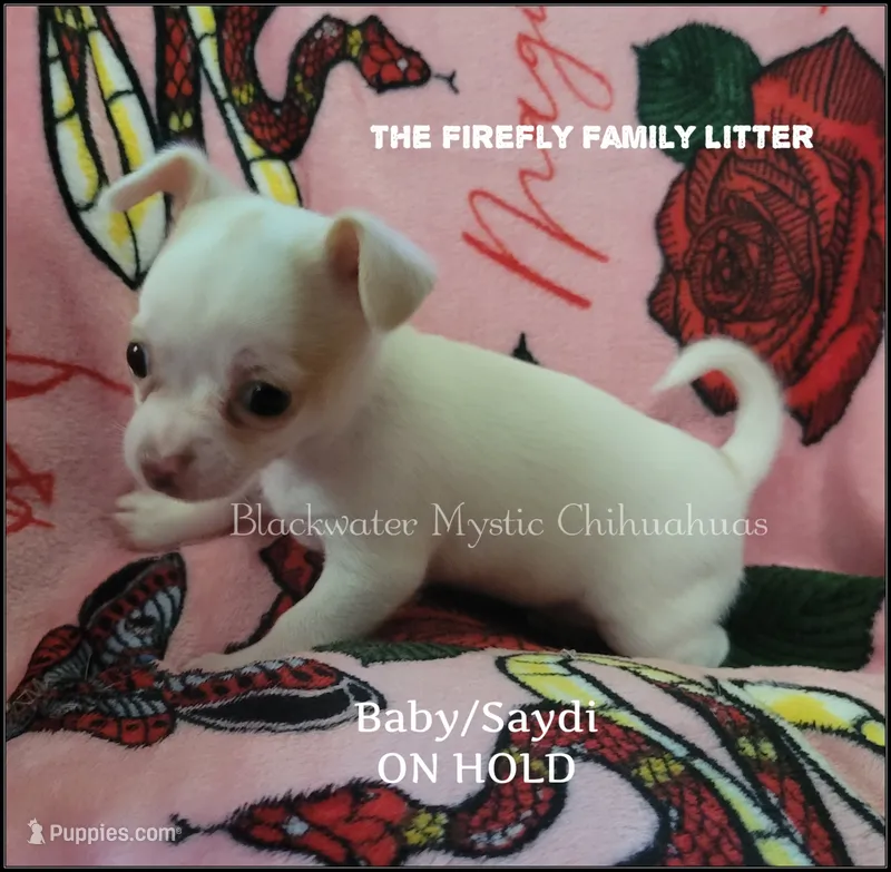 Baby – Chihuahua puppy on hold in Newport, NH