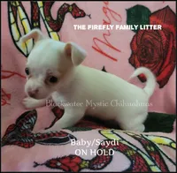 Baby, a female Chihuahua for sale in Newport, NH – 3 of 4