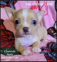 Cheetah, a male Chihuahua for sale in Newport, NH – 5 of 7