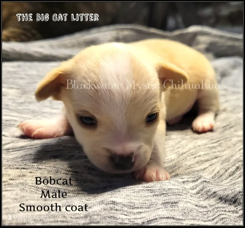 Bobcat – Chihuahua puppy for sale in Newport, NH