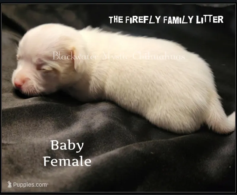Baby – Chihuahua puppy for sale in Newport, NH