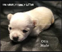 Otis, a male Chihuahua for sale in Newport, NH – 1 of 3