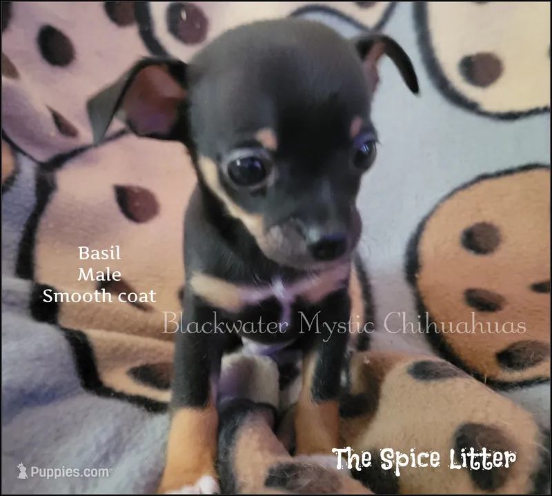 Basil – Chihuahua puppy for sale in Newport, NH