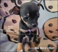Basil, a male Chihuahua for sale in Newport, NH – 2 of 5