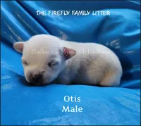 Otis, a male Chihuahua for sale in Newport, NH – 2 of 3