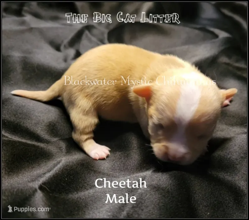 Cheetah – Chihuahua puppy for sale in Newport, NH