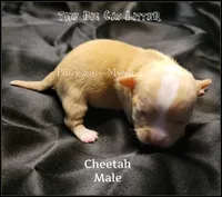 Cheetah, a male Chihuahua for sale in Newport, NH – 1 of 2