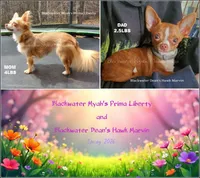 Otis, a male Chihuahua for sale in Newport, NH – 3 of 3