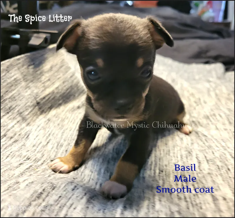 Basil – Chihuahua puppy for sale in Newport, NH