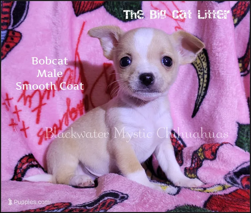 Bobcat – Chihuahua puppy for sale in Newport, NH