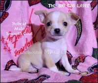 Bobcat, a male Chihuahua for sale in Newport, NH – 5 of 6