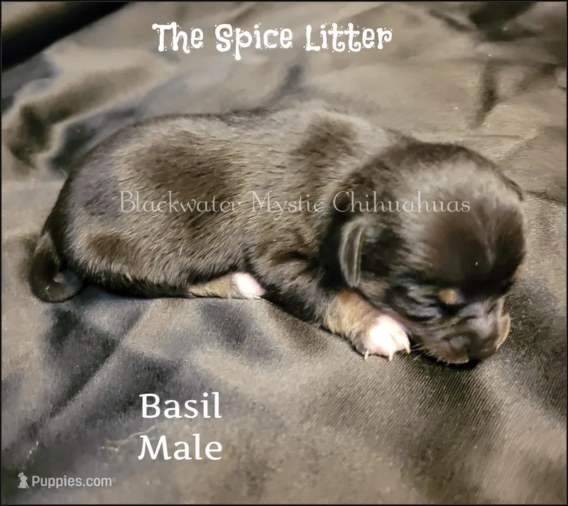 Basil – Chihuahua puppy for sale in Newport, NH