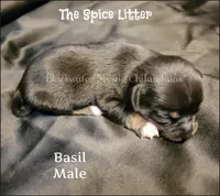 Basil, a male Chihuahua for sale in Newport, NH – 1 of 2