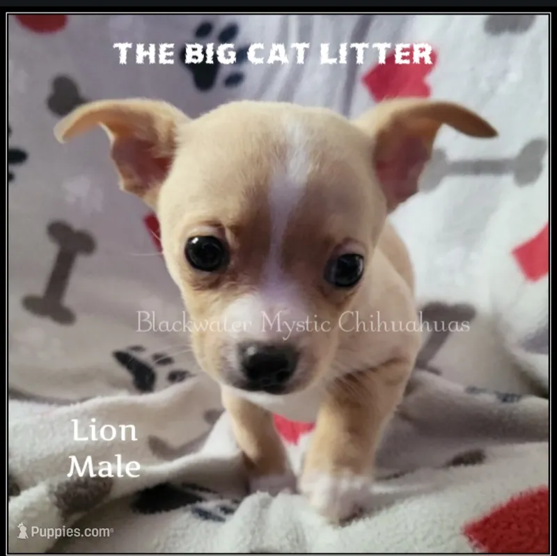 Lion – Chihuahua puppy for sale in Newport, NH