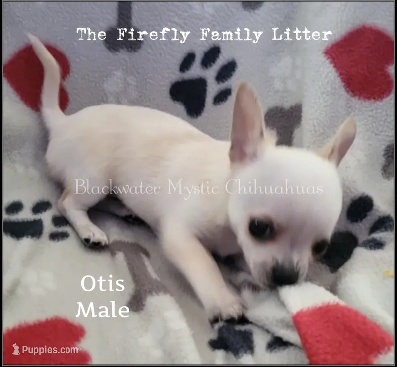 Otis – Chihuahua puppy for sale in Newport, NH