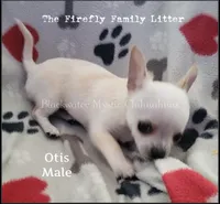 Otis, a male Chihuahua for sale in Newport, NH – 2 of 5