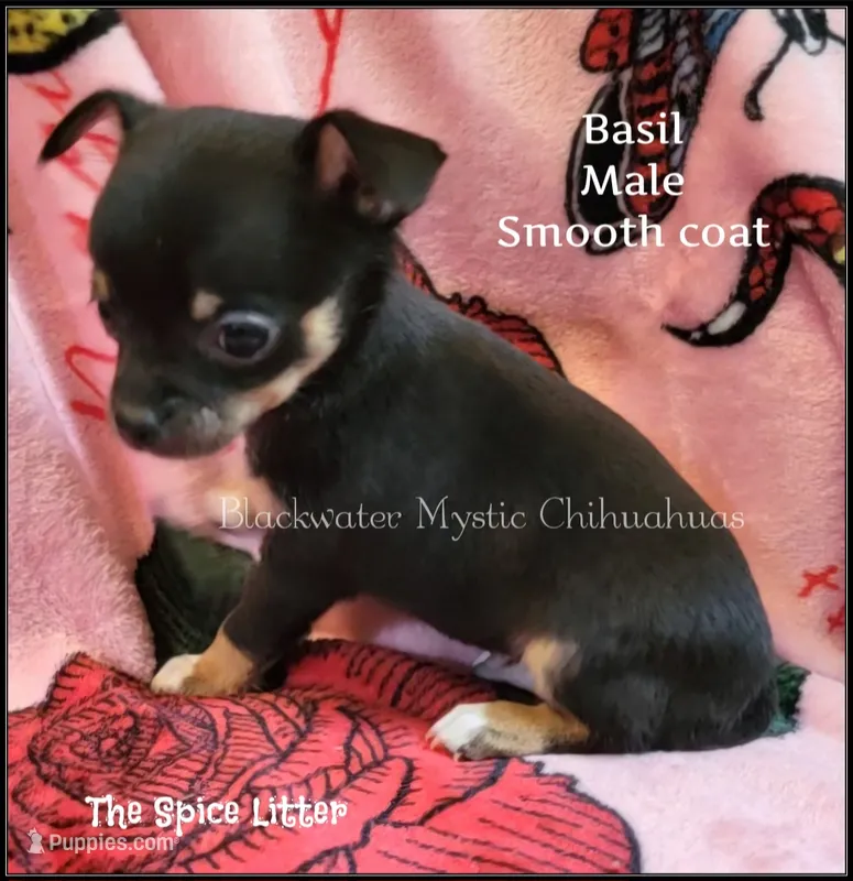 Basil – Chihuahua puppy for sale in Newport, NH