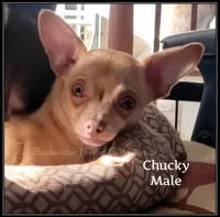 Chucky - REDUCED, a male Chihuahua for sale in Newport, NH – Photo 2 of 5