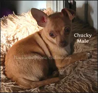 Chucky - REDUCED, a male Chihuahua for sale in Newport, NH – Photo 4 of 5