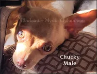 Chucky - REDUCED, a male Chihuahua for sale in Newport, NH – Photo 3 of 5