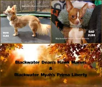 Chucky - REDUCED, a male Chihuahua for sale in Newport, NH – Photo 5 of 5