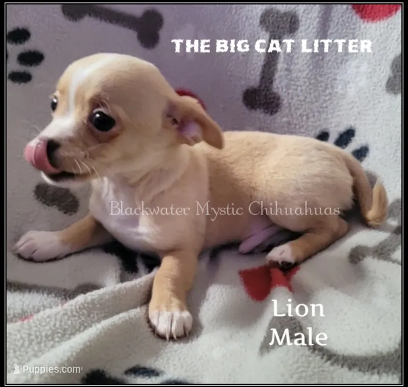 Lion – Chihuahua puppy for sale in Newport, NH