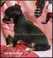 Basil, a male Chihuahua for sale in Newport, NH – 4 of 5