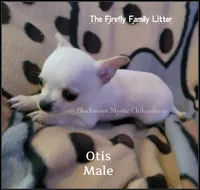 Otis, a male Chihuahua for sale in Newport, NH – 3 of 5